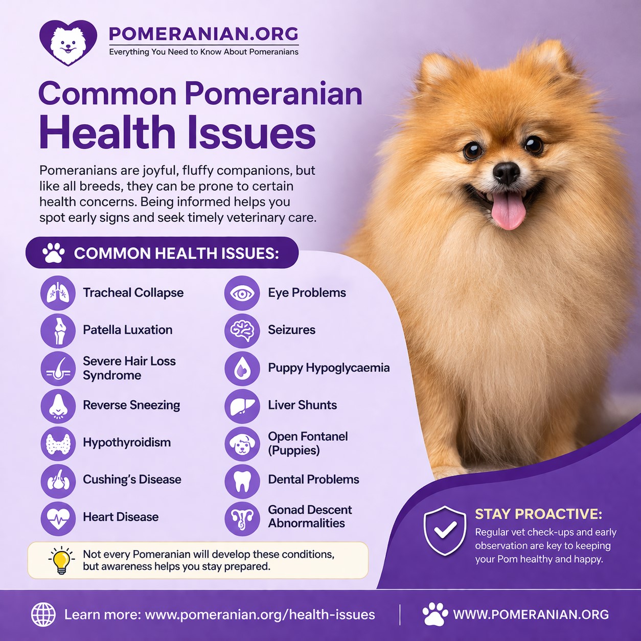 Pomeranian Health Issues