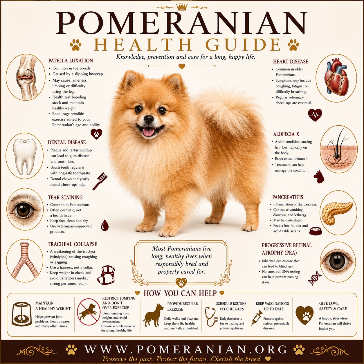 Pomeranian Health Issues