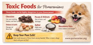 What Can Pomeranians Not Eat