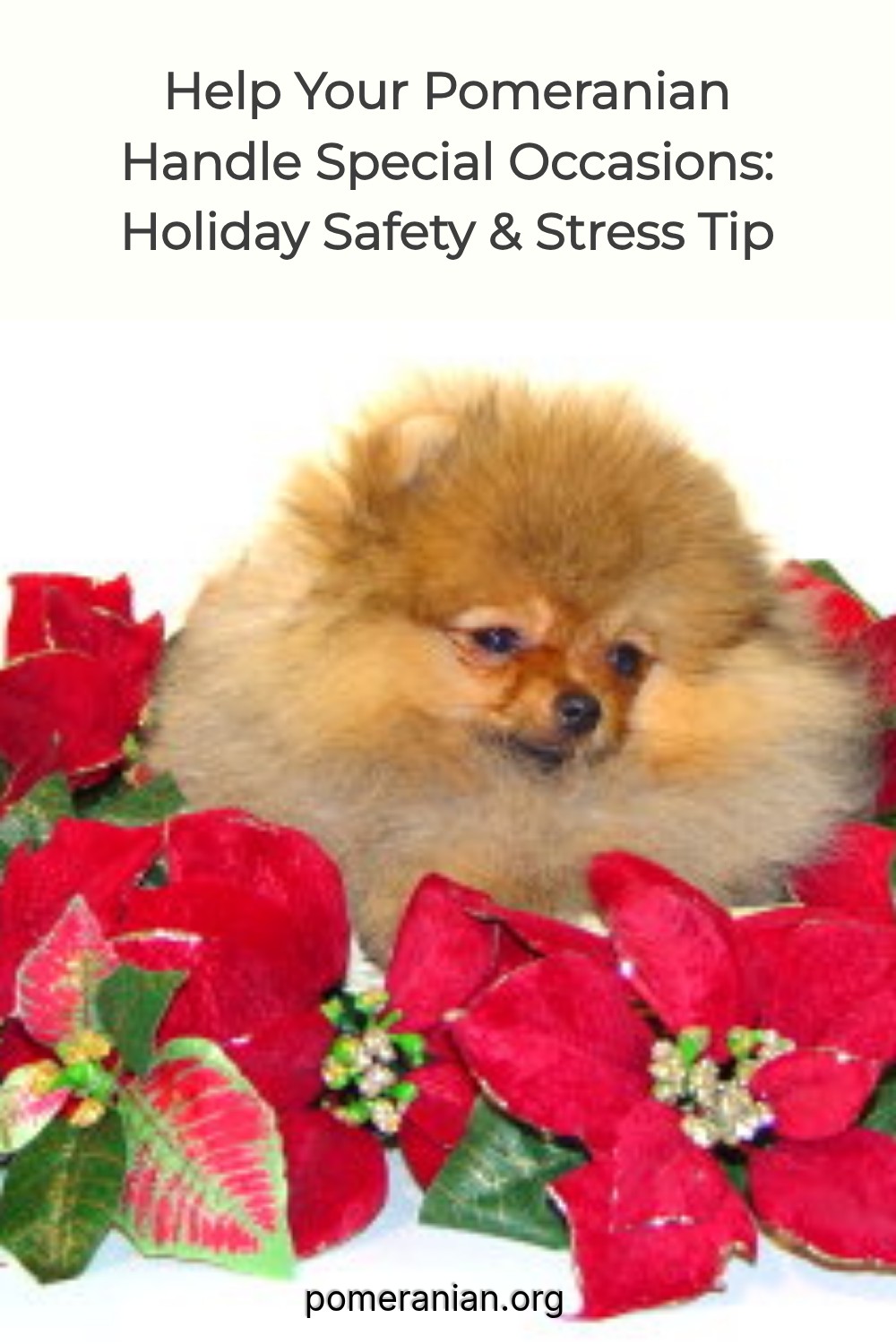 Help Your Pomeranian Handle Special Occasions: Holiday Safety & Stress Tip
