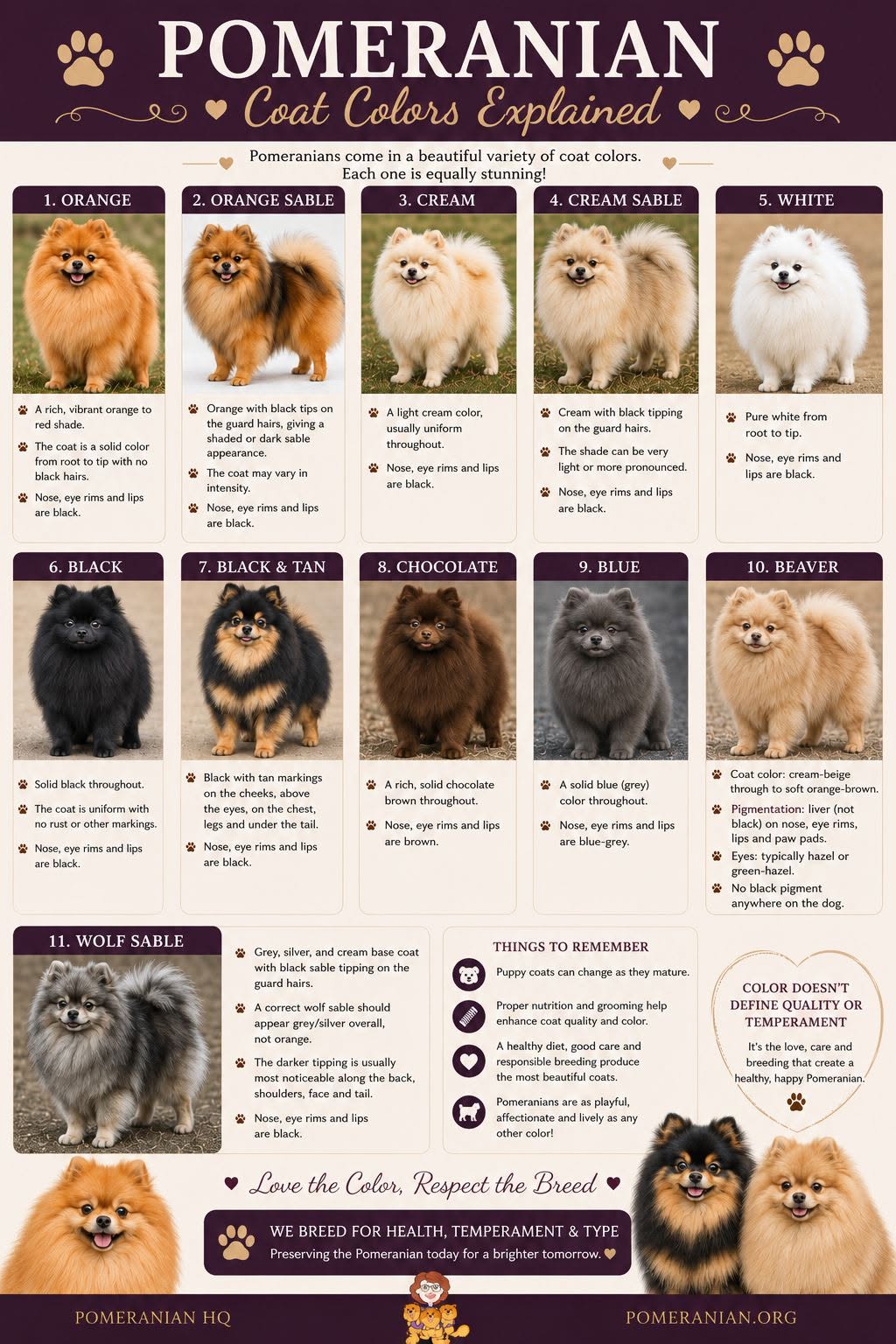 Pomeranian Colors