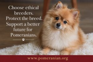 Pomeranian