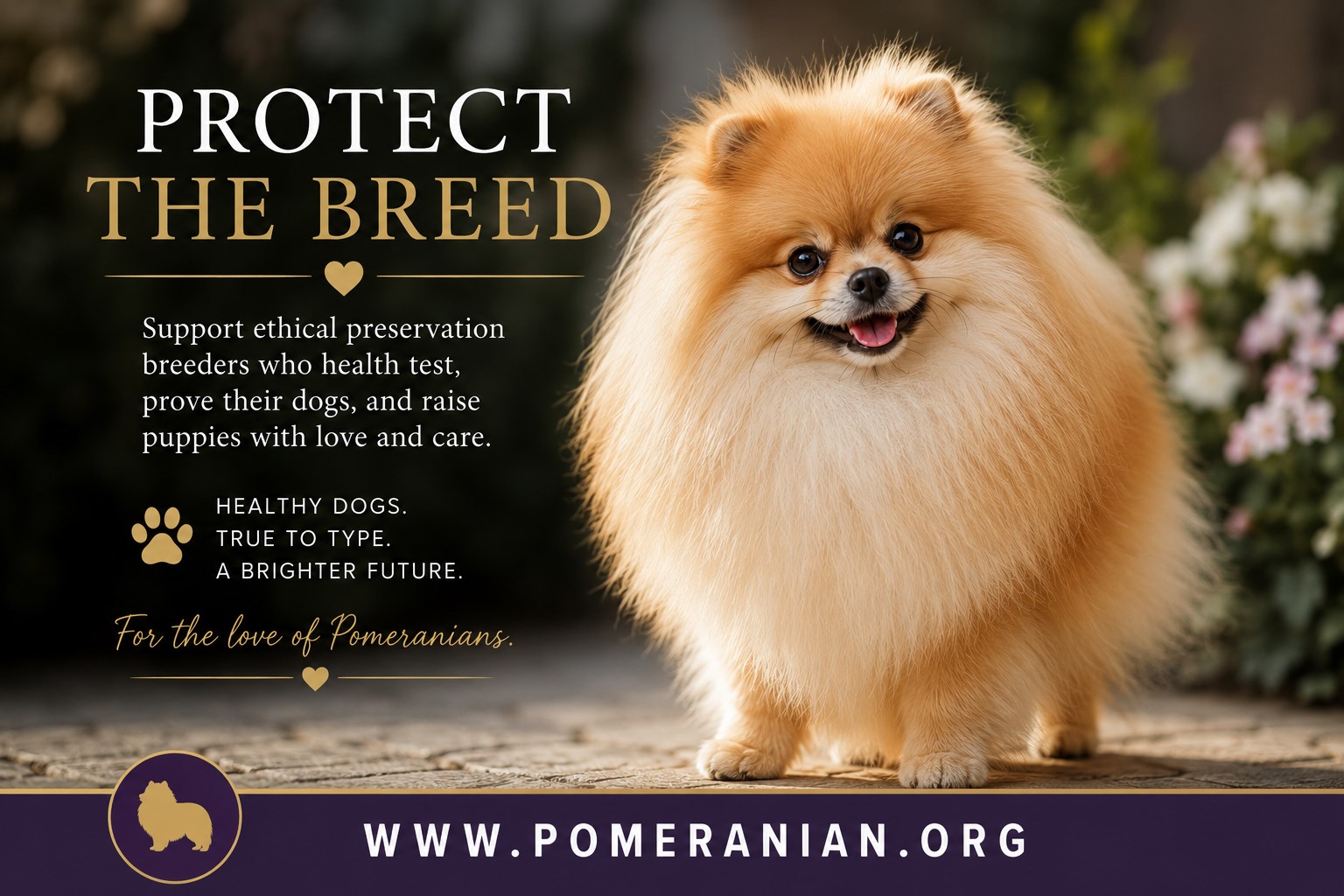 Pomeranian