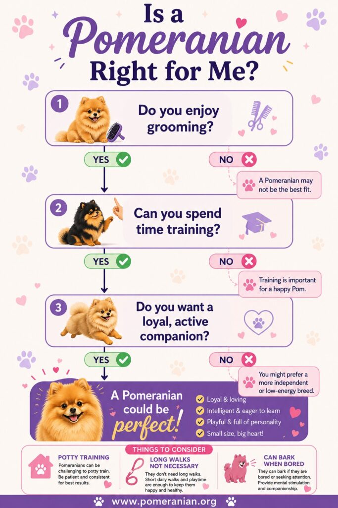 Is a Pomeranian right for me?