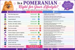 s A Pomeranian The Best Breed For You?