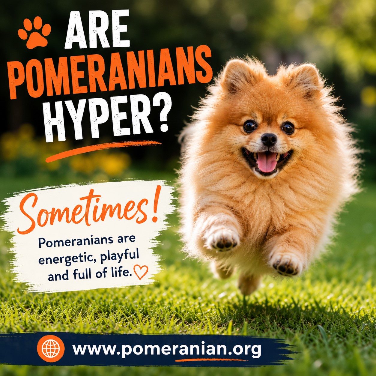 Are Pomeranians Hyper? Are Pomeranians Hyper? Why Poms Are So Energetic and How to Calm Them?