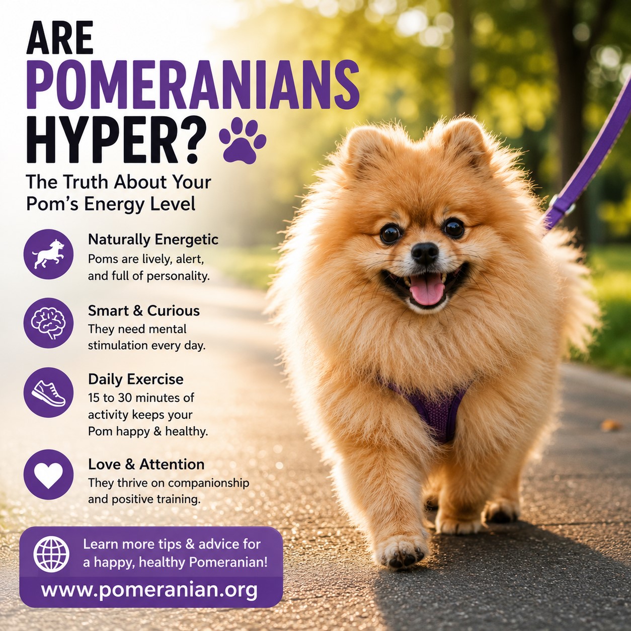 Are Pomeranians Hyper? Are Pomeranians Hyper? Why Poms Are So Energetic and How to Calm Them?