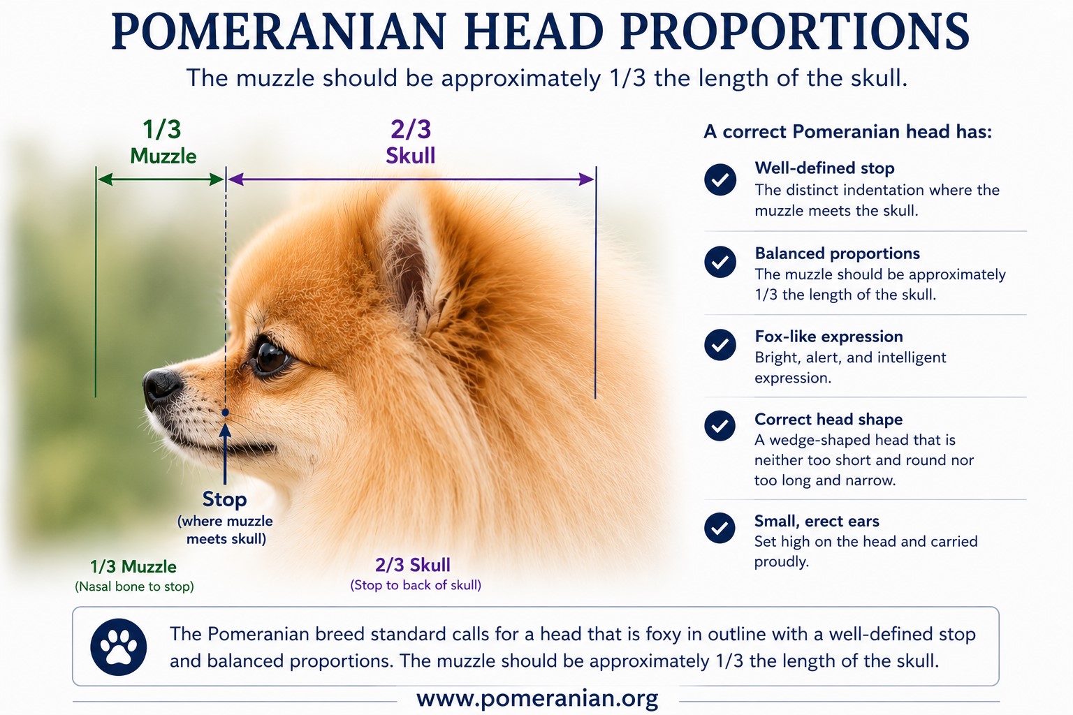 Correct Pomeranian Head Proportions
