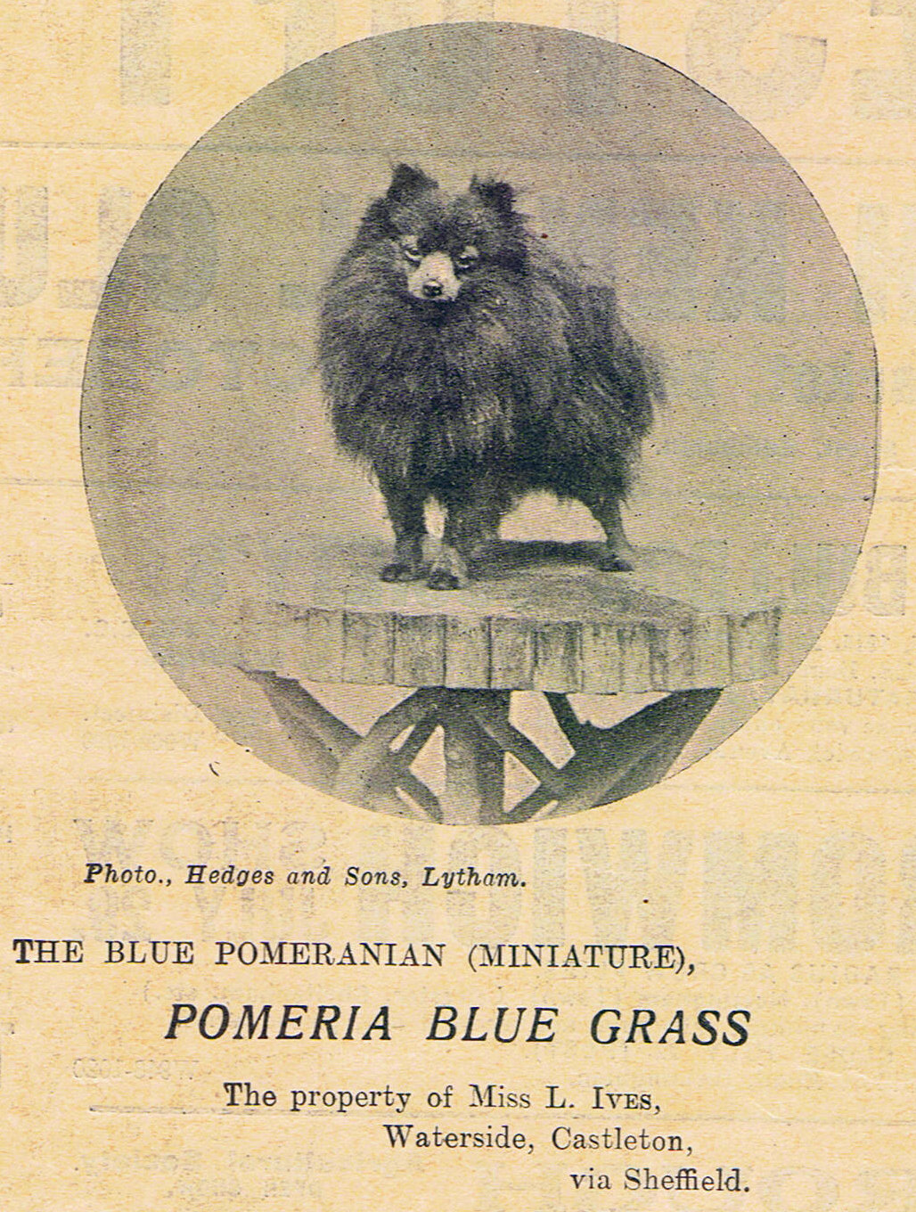 Blue Pomeranian 1911