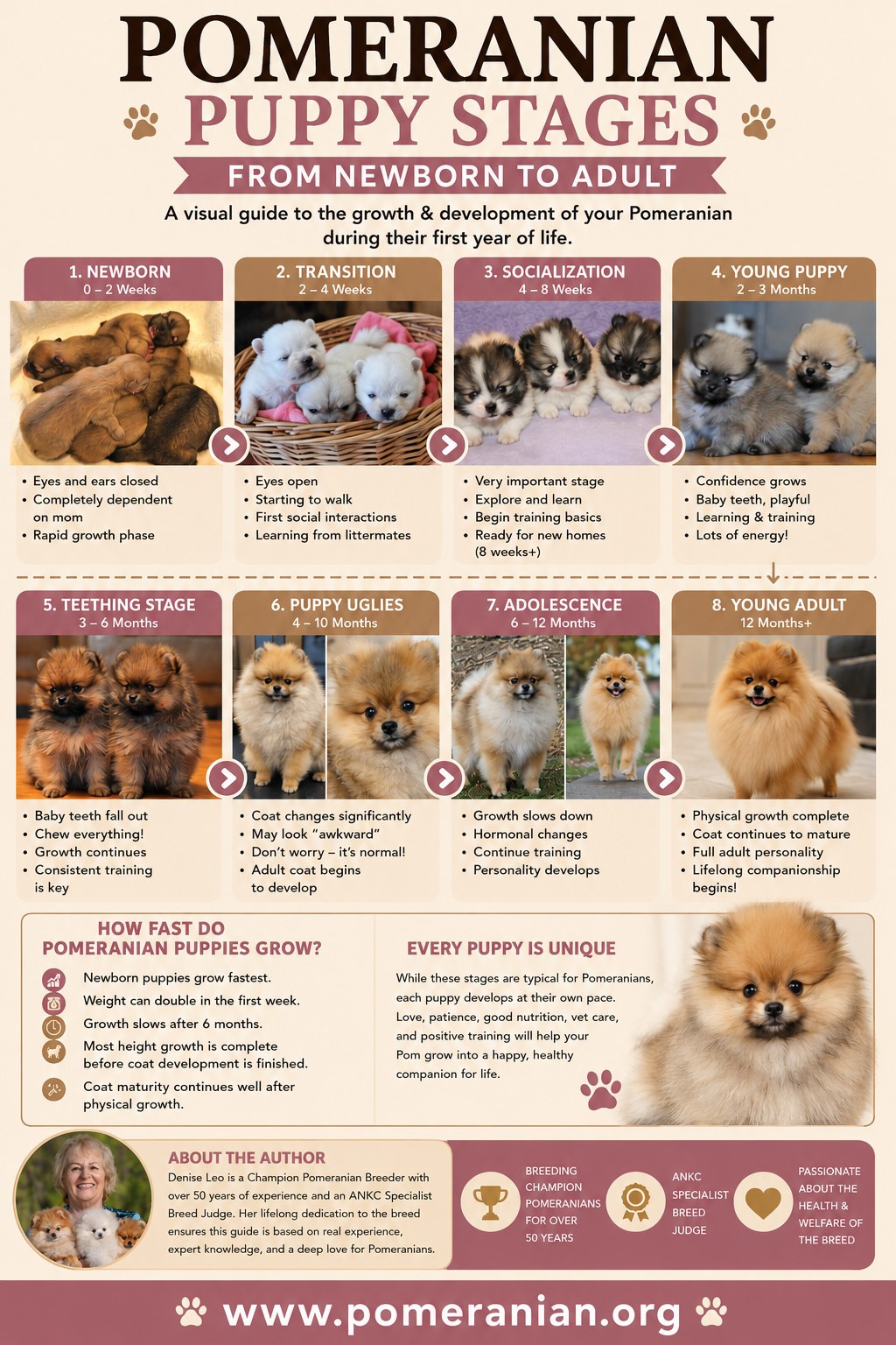 Pomeranian Puppy Stages