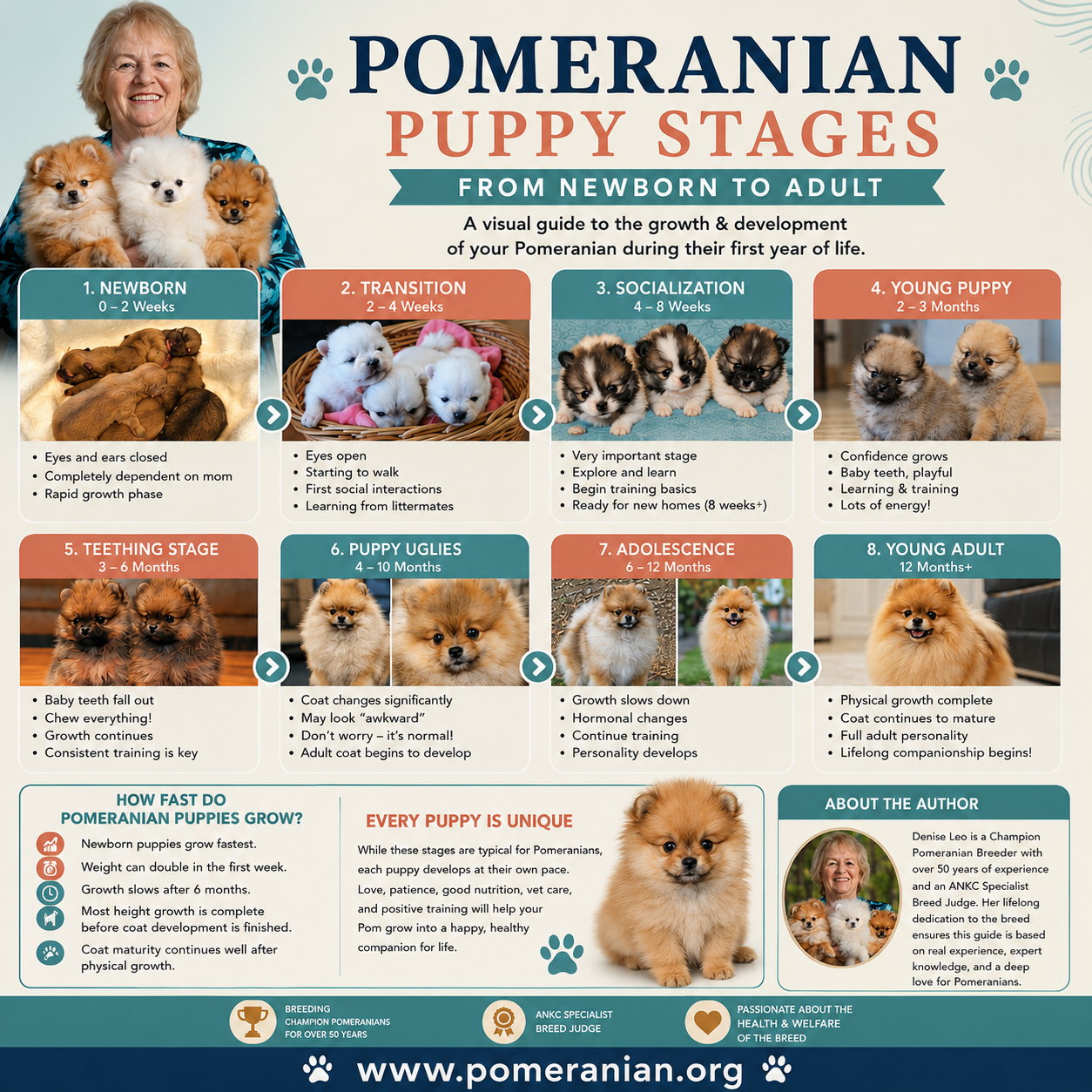 Pomeranian Puppy Stages: What to Expect as Your Puppy Grows