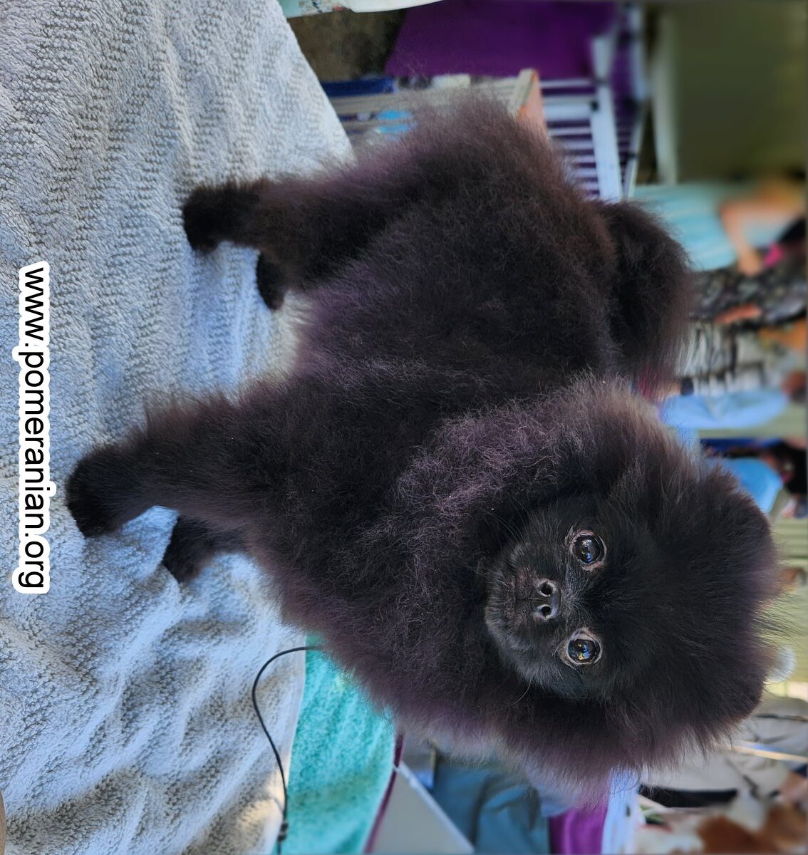 Solid-black Pomeranian puppy