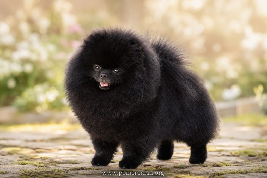 Black Pomeranian