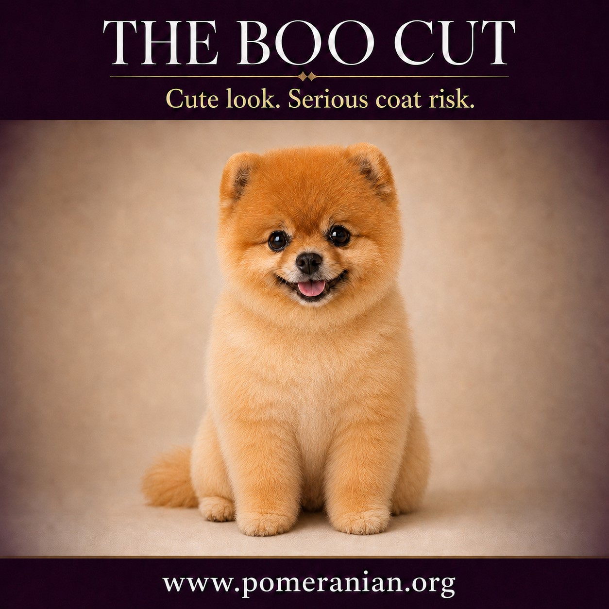 The Boo Pomeranian Haircut