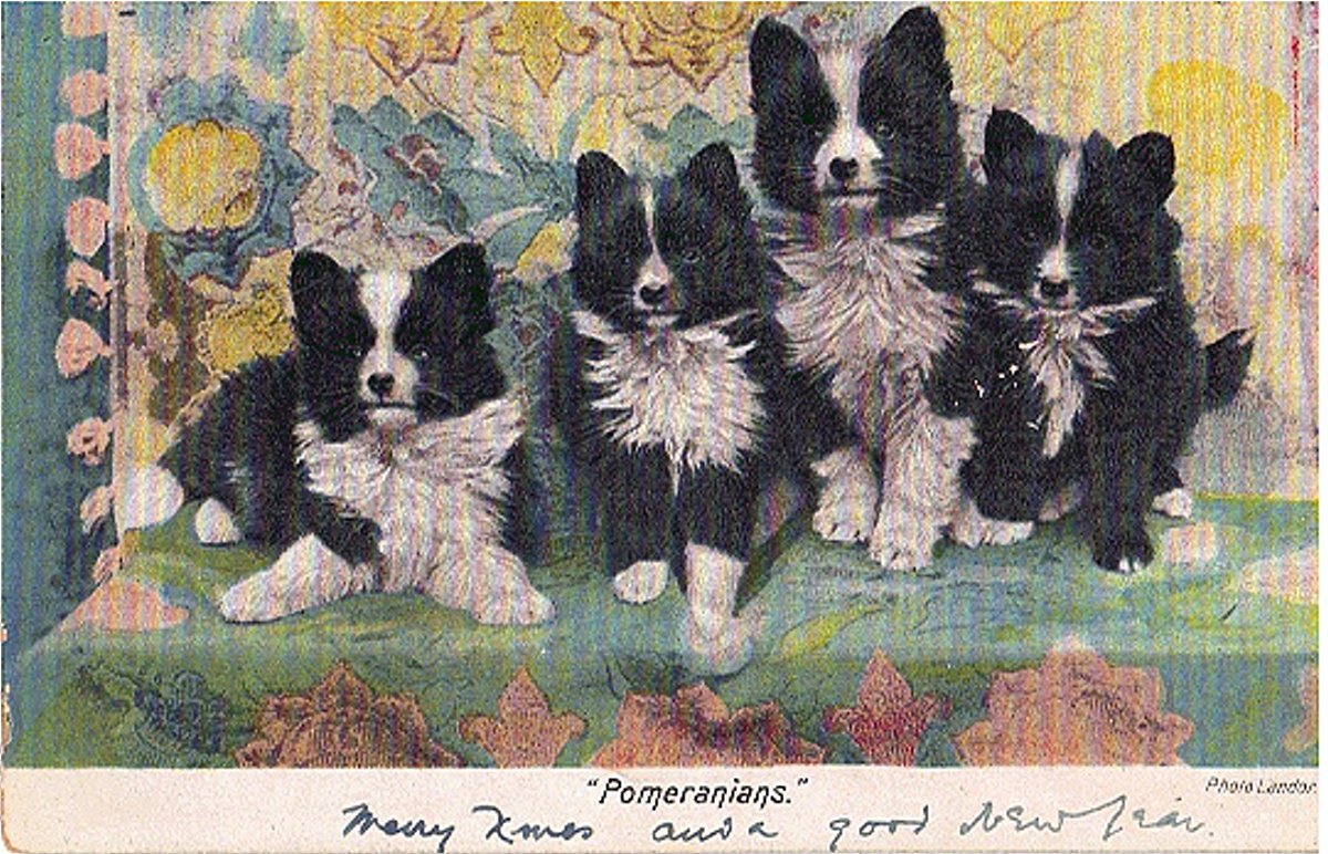 Vintage Postcard featuring Mismarked Parti Pomeranian Puppies
