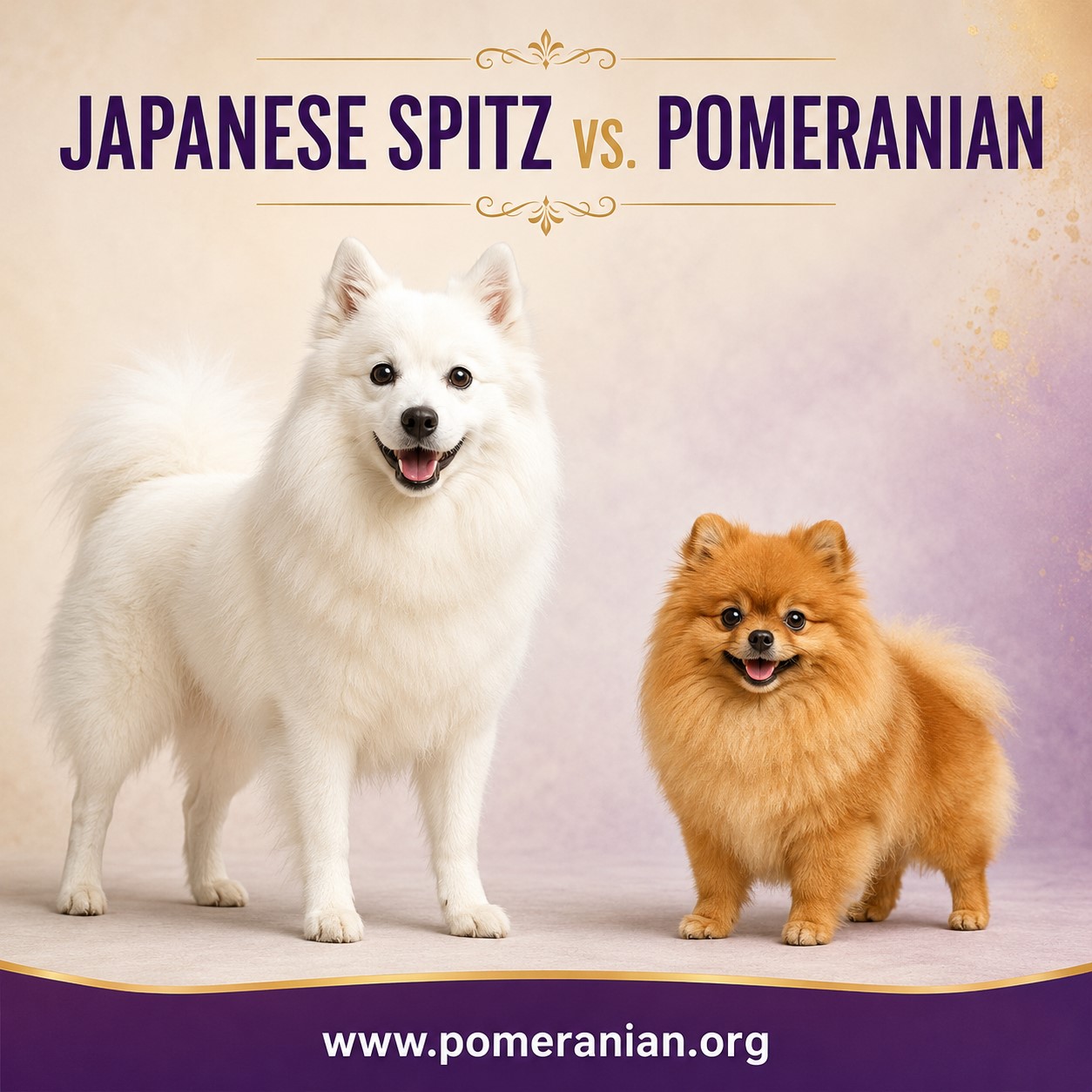 Japanese Spitz vs Pomeranian