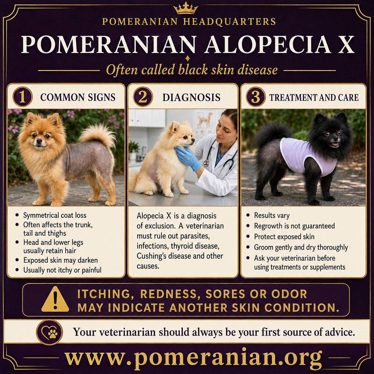 Pomeranian Alopecia X: Signs, Diagnosis and Treatment