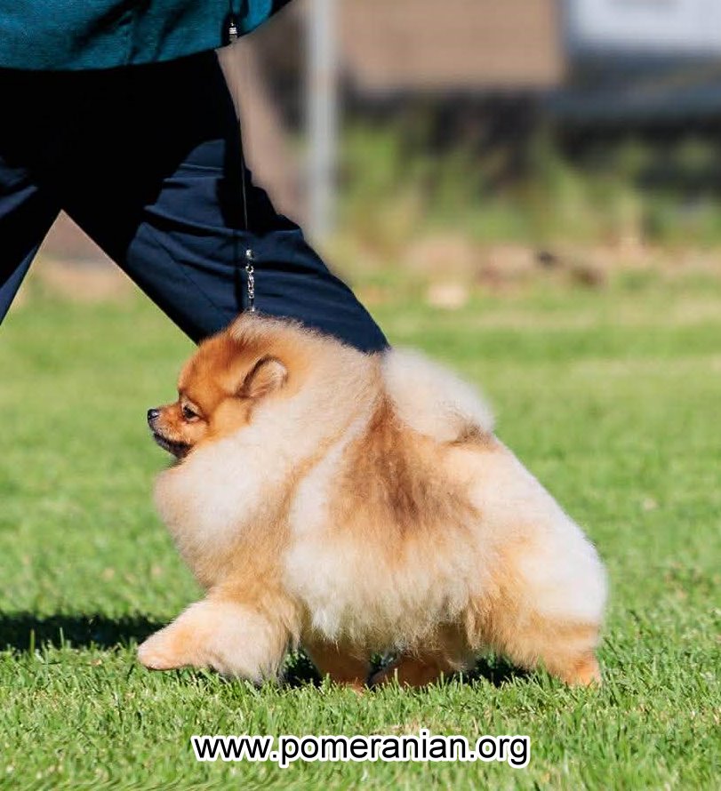 Pomeranian Exercising