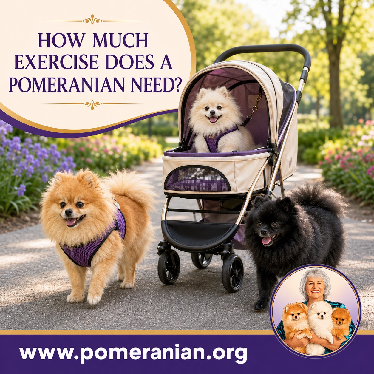 Pomeranian Exercise