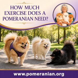 Pomeranian Exercise