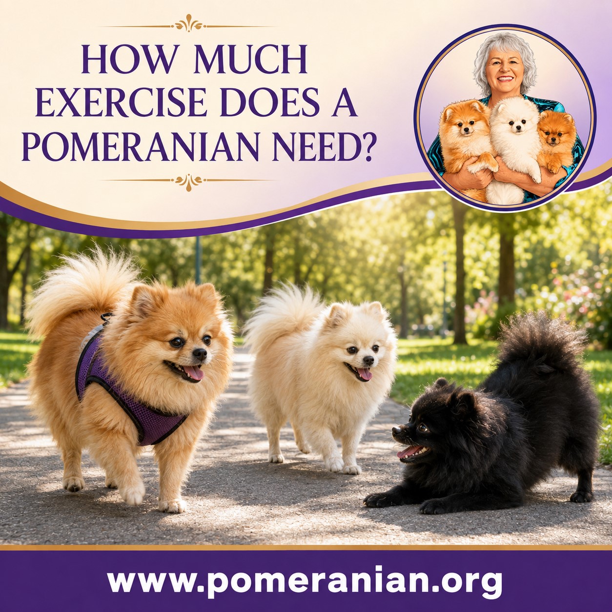 Pomeranian Exercise