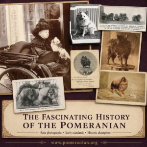 Pomeranian History
