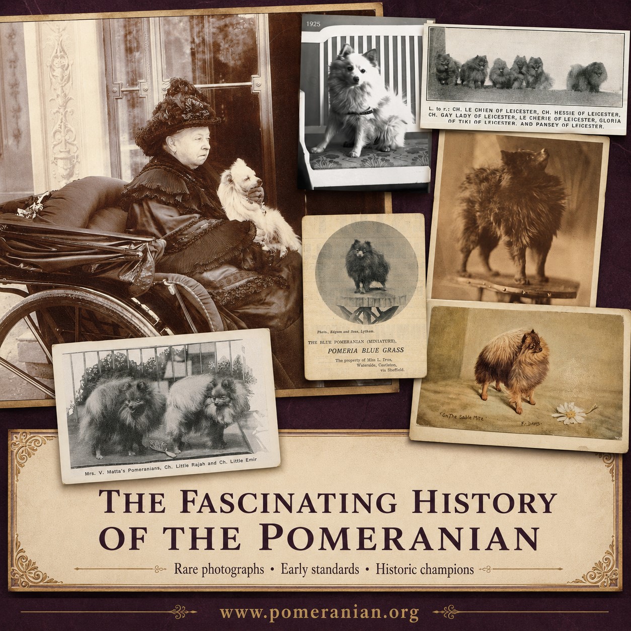 Pomeranian History