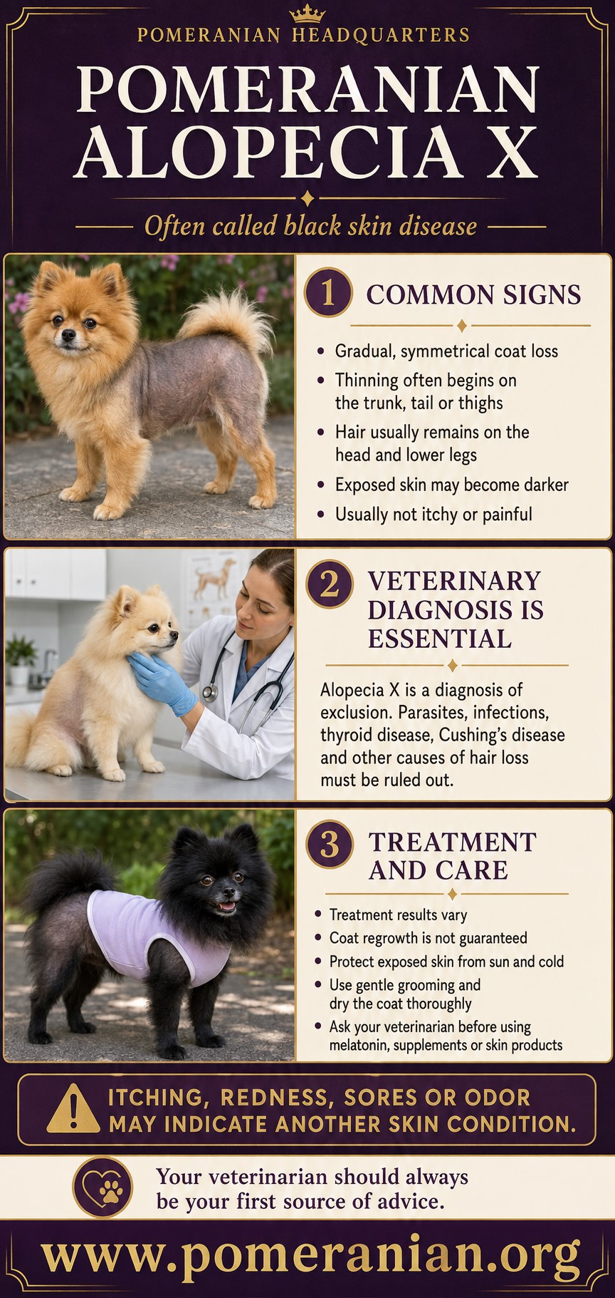 Pomeranian Alopecia X: Signs, Diagnosis and Treatment
