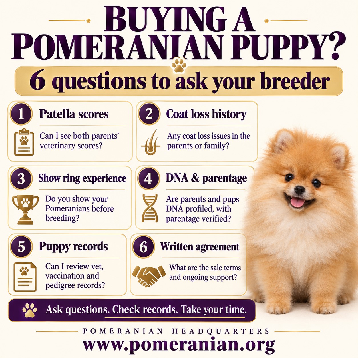 Where to Buy a Pomeranian Puppy