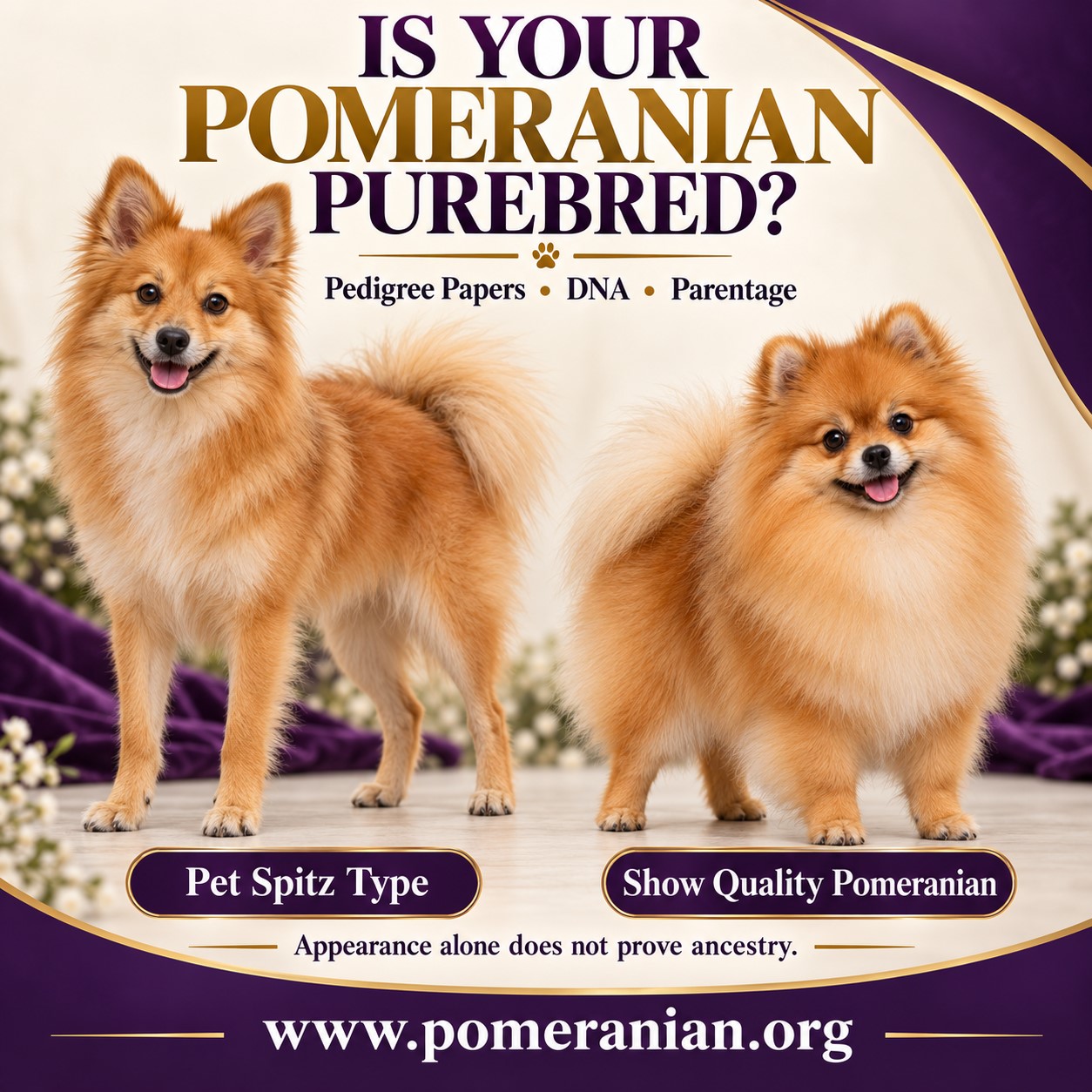 How To Know If Your Dog is a Purebred Pomeranian
